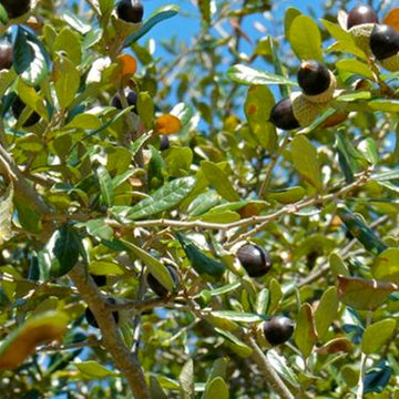 Image of Live oak acorns in a tree.